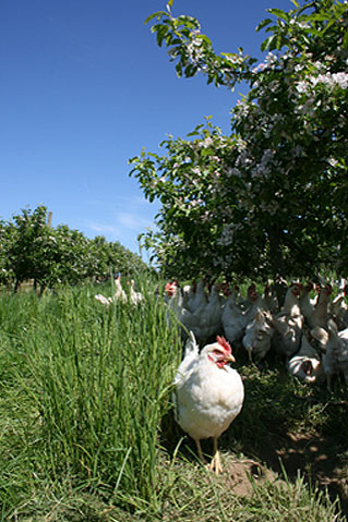 Poule plein-air